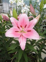 [1895 Homerus VH No01.JPG]